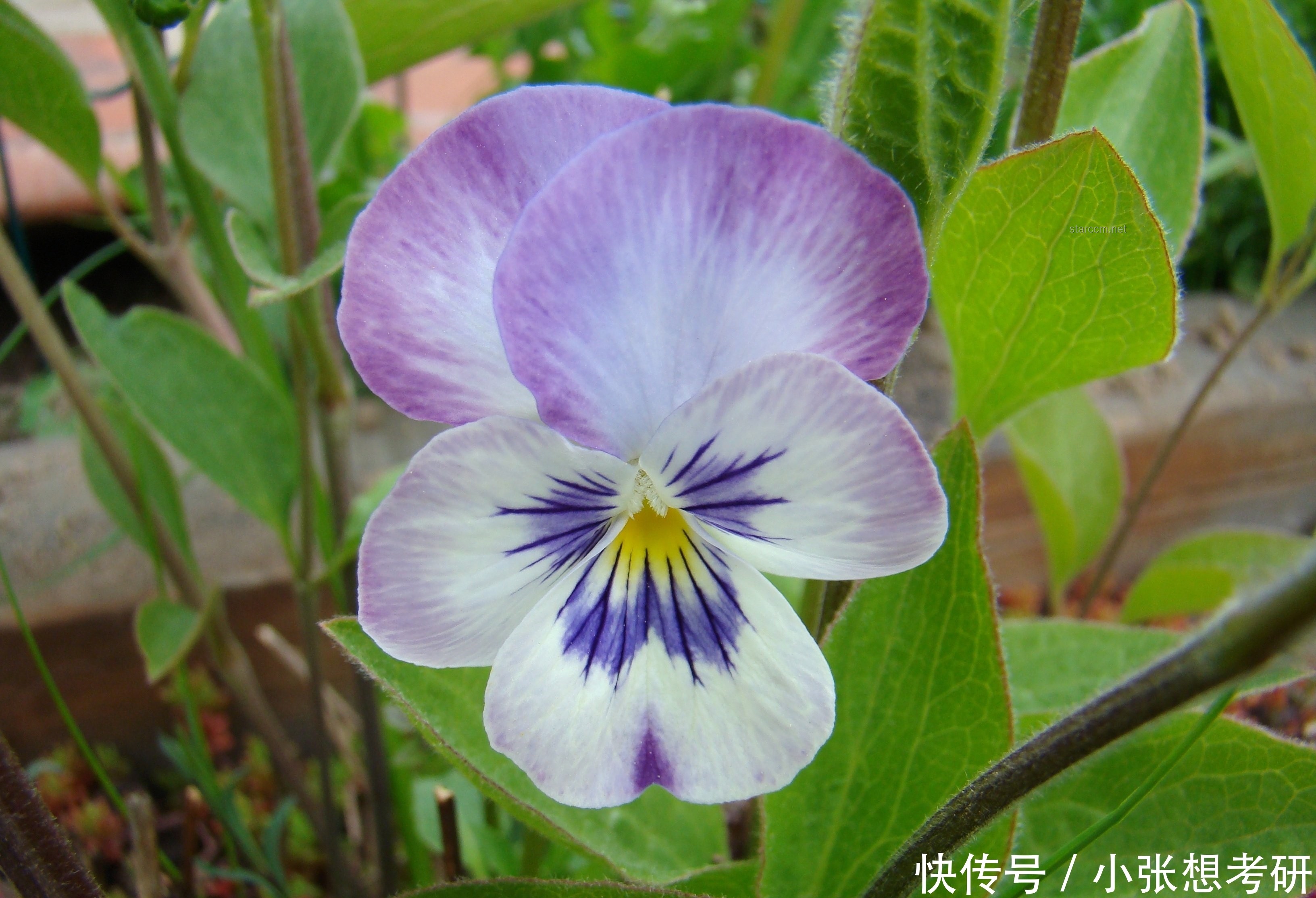 单身如何优雅地谈情说爱：实用指南